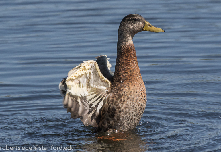 emily renzel wetlands